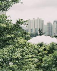 Trees and buildings against sky