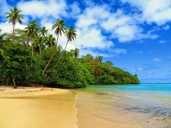 Scenic view of palm trees on beach against sky