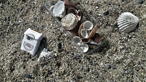 High angle view of seashells on beach