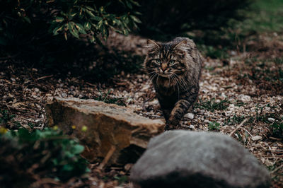 Close-up of cat