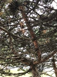 Low angle view of trees in forest