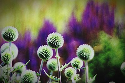 Close-up of purple flowers