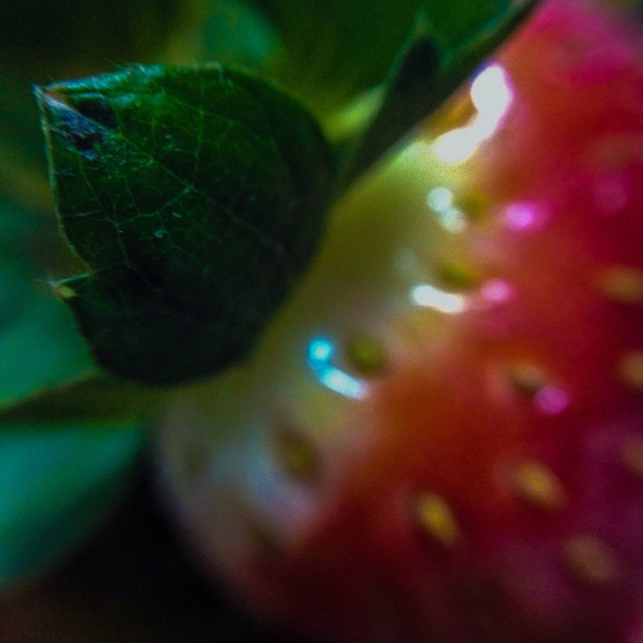 close-up, growth, leaf, selective focus, plant, fragility, freshness, focus on foreground, nature, green color, beauty in nature, natural pattern, no people, macro, outdoors, flower, day, detail, green, pattern