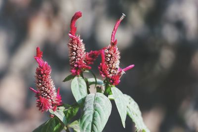 Close-up of pink flowering plant