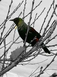 Low angle view of bird perching on tree