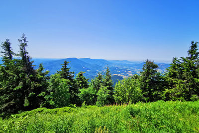 Pine trees in forest against sky