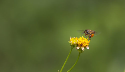 Close-up of insect on flower