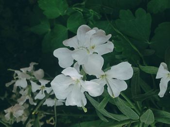 Close-up of white flowers