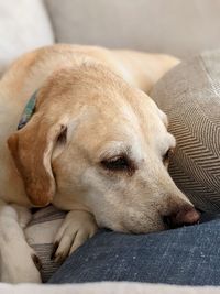 Close-up of dog sleeping on sofa