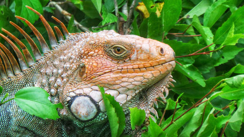 Close-up of a lizard