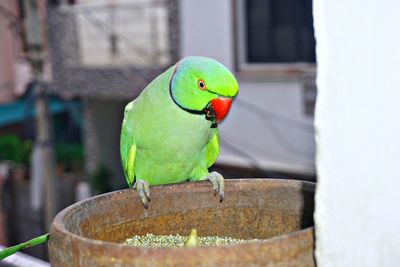 Close-up of parrot perching