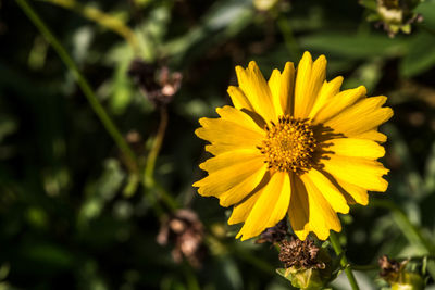 Close-up of yellow flower blooming outdoors