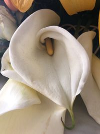 Close-up of white rose flower