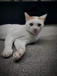 Close-up portrait of white cat lying down