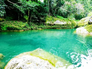 Scenic view of forest