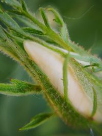 Close-up of fresh green plant