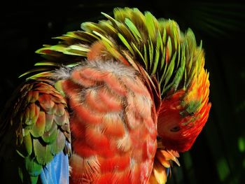 Close-up of parrot perching