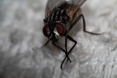 Close-up of fly