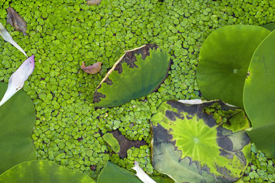 Close-up of lily pads in pond