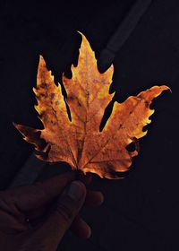 Close-up of hand maple leaf against black background