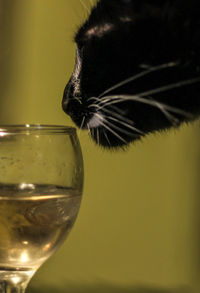 Close-up of a cat drinking glass