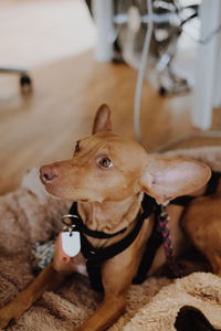 High angle portrait of a dog at home