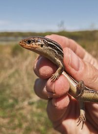 Close-up of hand holding lizard