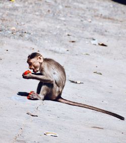 View of dog eating food