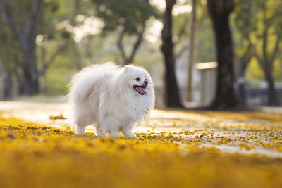 Close-up of white dog standing on field