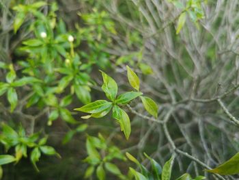 Close-up of green leaves on plant