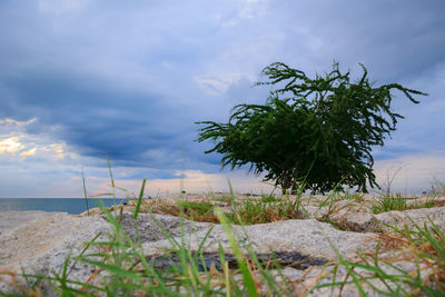 Tree on beach against sky