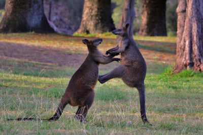 Two wild kangaroos / wallabies fighting in australia