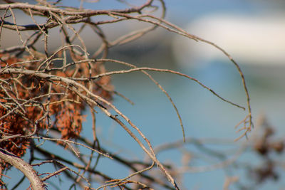 Close-up of dry plant