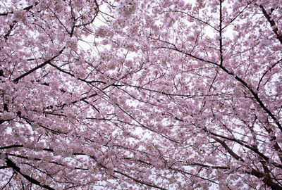 Low angle view of cherry blossoms