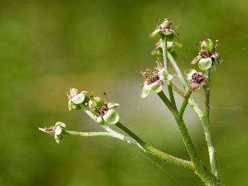 Close-up of insect on plant