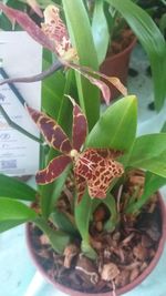 Close-up of potted plant