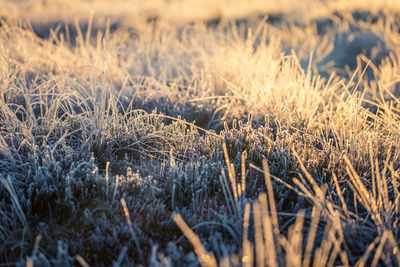 A beautiful closeup of a frozen sedge grass in wetlands. icy grass in the morning light in fall. 