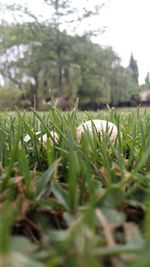 Close-up of grass growing on grassy field