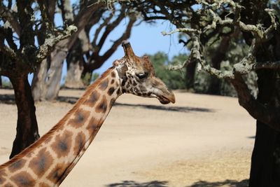 Giraffe by trees at zoo on sunny day