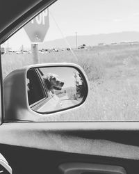 Reflection of dog in side-view mirror