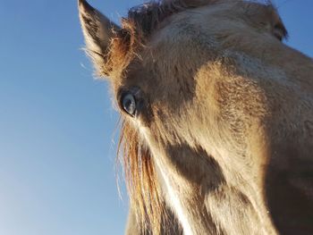 Close-up of a blue-eyed horse against the sky