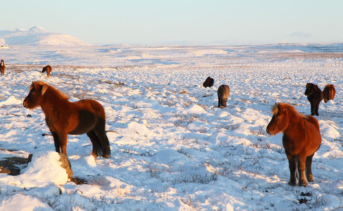 Horses standing on snow covered land in iceland