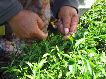 Hand-picked tea leaves, one heart and one leaf is the highest grade