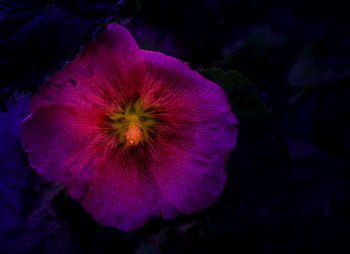 Close-up of purple flower