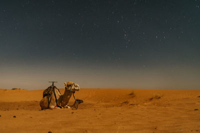 Scenic view of desert against sky at night