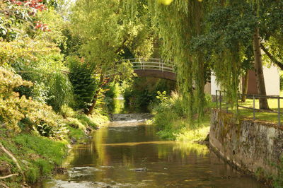 Scenic view of trees by plants