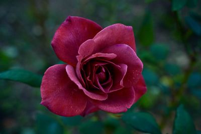 Close-up of red rose