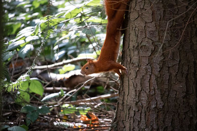 Squirrel on tree trunk