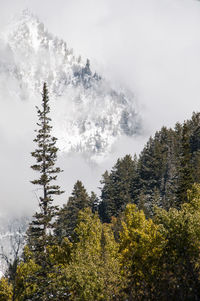 Low angle view of trees against sky during winter