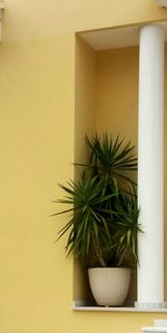 Close-up of potted plant